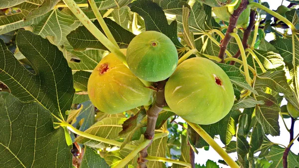 Bahçedeki dal olgun incir — Stok fotoğraf