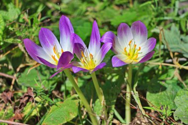 Dağ bitkisi çiçeği.