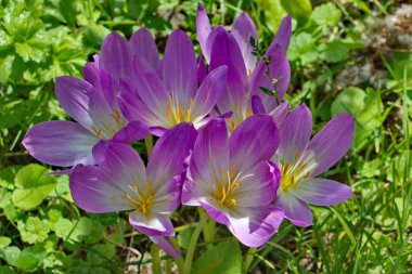 Dağ bitkisi çiçeği.