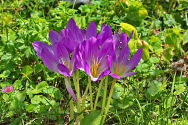 Dağ bitkisi çiçeği.