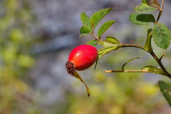 Il frutto della rosa canina maturata medicinale — Foto Stock