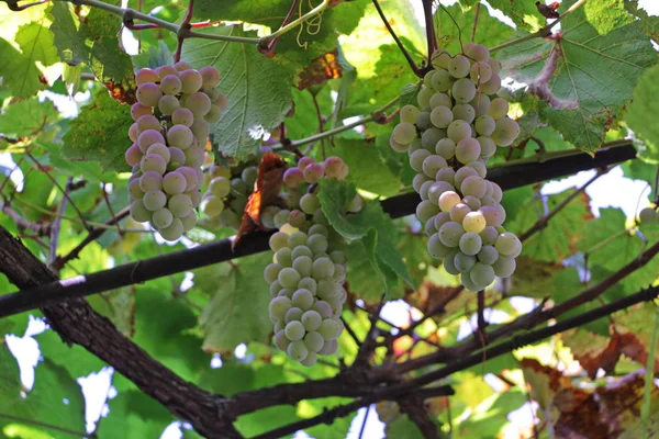 Zralé víno visí na vinice do vinice — Stock fotografie