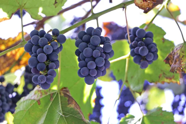 Zralé víno visí na vinice do vinice — Stock fotografie