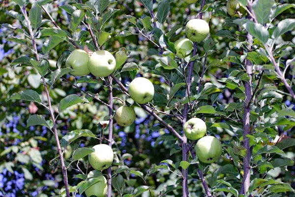 Reifer Apfel am Apfel bei Tageslicht im Garten — Stockfoto