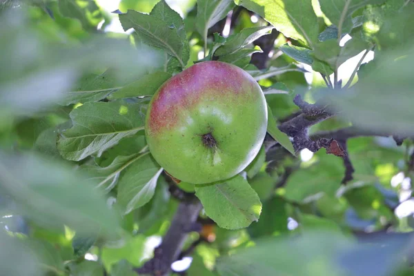 Zralé jablko na apple za denního světla v zahradě — Stock fotografie