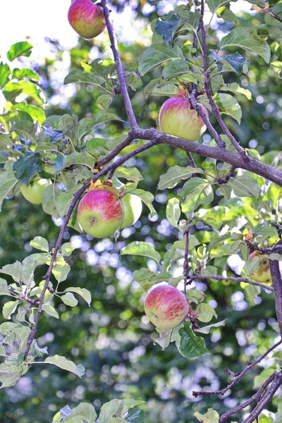 Mela matura su mela alla luce del giorno in giardino — Foto Stock