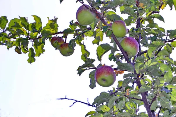 Manzana madura sobre manzana a la luz del día en el jardín — Foto de Stock