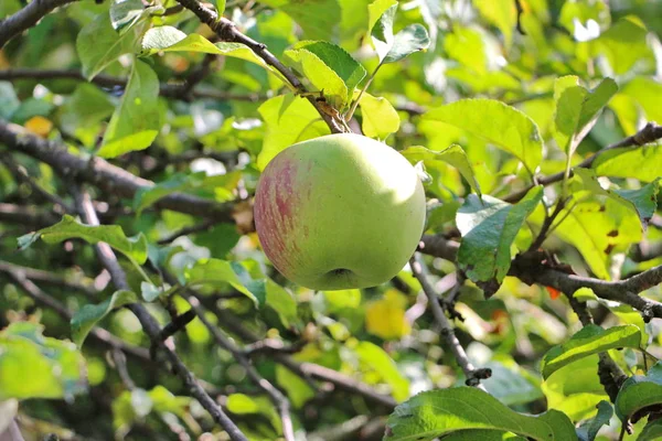 Dojrzałych jabłek uprawianych w ogrodzie — Zdjęcie stockowe