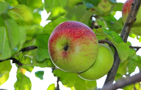 Manzanas maduras cultivadas en un jardín privado — Foto de Stock