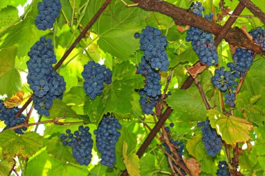 Olgun üzüm bahçede yetiştirilen