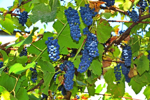 Uvas maduras cultivadas no jardim — Fotografia de Stock