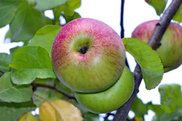 Zralé jablko na apple za denního světla v zahradě — Stock fotografie