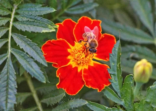 Honeybee while collecting nectar on a sunny day — Stock Photo, Image