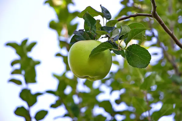 Manzanas maduras cultivadas en el jardín — Foto de Stock