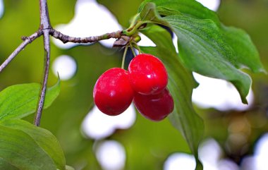 Kızılcık cornel ağacının dalını üzerinde olgunlaşmış meyve