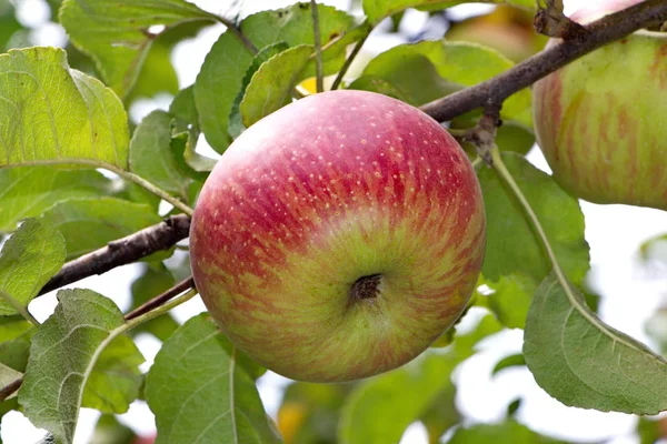 Zralé jablko, pěstované v zahradě — Stock fotografie