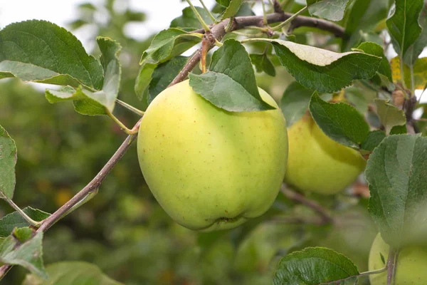 Manzana madura cultivada en el jardín — Foto de Stock