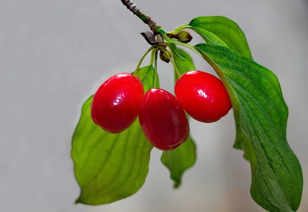 Ripe fruits of dogwood on a branch of cornel tree — Stock Photo, Image