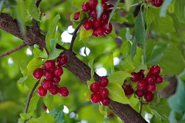 Frutti maturi di corniolo su un ramo di corniolo — Foto Stock