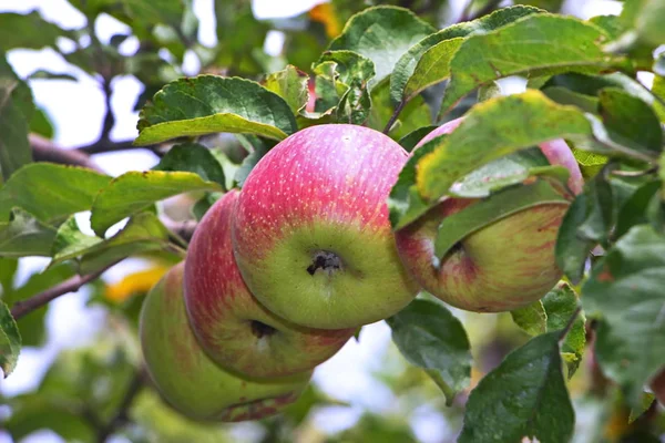 Zralé jablko na apple za denního světla v zahradě — Stock fotografie