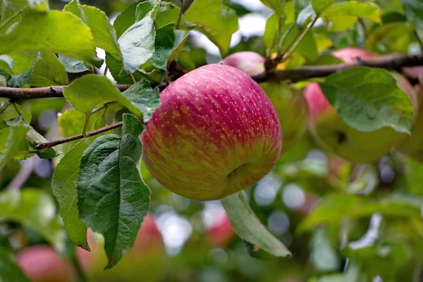 Zralé jablko na apple za denního světla v zahradě — Stock fotografie