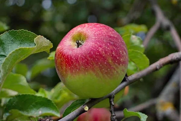 Zralé jablko na apple za denního světla v zahradě — Stock fotografie