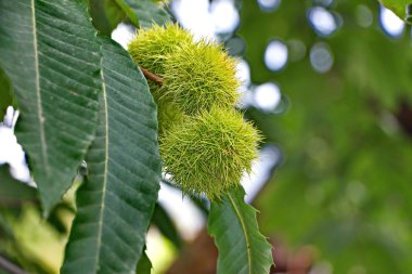 Bir kestane ağacı üzerinde olgunlaşmış kestane