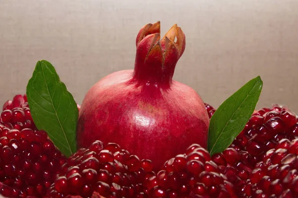 Reifer roter Granatapfel aus dem Garten — Stockfoto