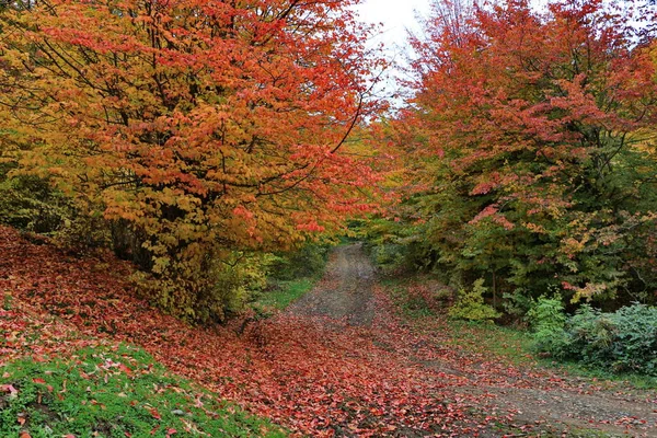 Jesienny krajobraz góry Tałyskie — Zdjęcie stockowe