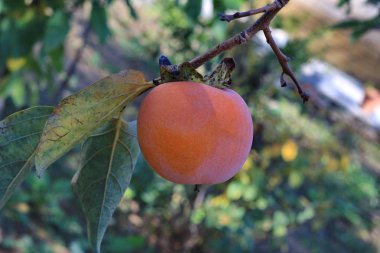 yakın çekim ile olgun Trabzon hurması.