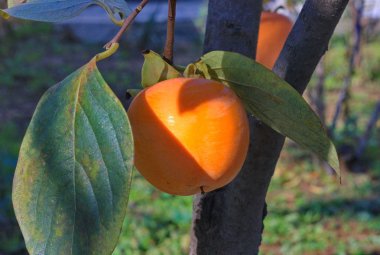 yakın çekim ile olgun Trabzon hurması.