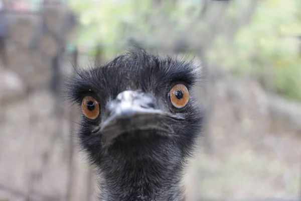 Portrait of an emu chick in virgin time — Stock Photo, Image