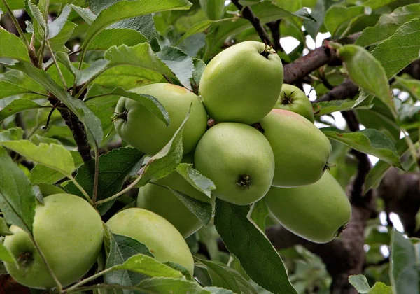 Manzanas verdes en manzanos — Foto de Stock