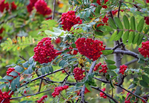 Rowan rouge sauvage, fruits mûrs — Photo