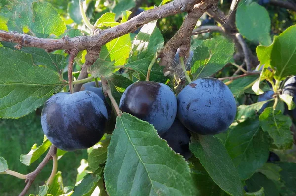 Wild plum, uprawianych w ogrodzie — Zdjęcie stockowe