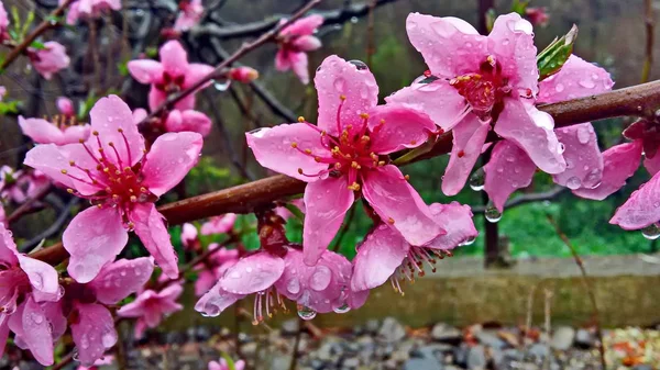 Blooming peach on the garden in the month of March — Stock Photo, Image