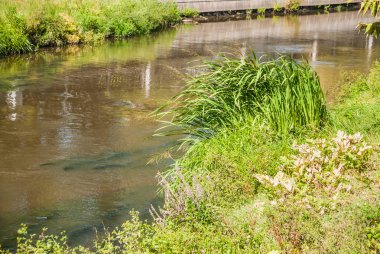 Rusya, Moskova. Yauza nehir Rostokino bölgesinde. Pitoresk bir nehir, dolgu