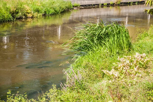 Rusya, Moskova. Yauza nehir Rostokino bölgesinde. Pitoresk bir nehir, dolgu