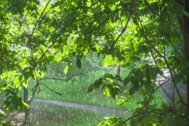 Yağmurda pencerenin bir sunshower veya kör yağmur dışında. Güneş parlar. Islak ağaçlar
