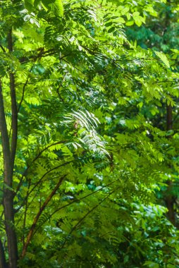 Yağmurda pencerenin bir sunshower veya kör yağmur dışında. Güneş parlar. Islak Rowan ağaçlar