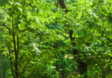 Yağmurda pencerenin bir sunshower veya kör yağmur dışında. Güneş parlar. Islak Rowan ağaçlar