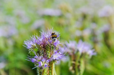 Lilac flowers of honey plants lacy phacelia or purple tansy (Phacelia tanacetifolia) and bumblebee clipart