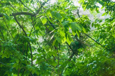 Yağmurda pencerenin bir sunshower veya kör yağmur dışında. Güneş parlar. Islak Kül Ağaçlar