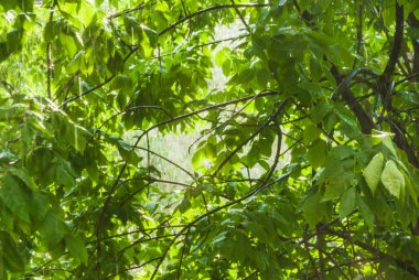 Yağmurda pencerenin bir sunshower veya kör yağmur dışında. Güneş parlar. Islak Kül Ağaçlar
