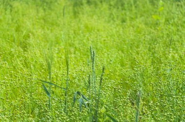 Kulakları yazıldığından veya dinkel buğday (Triticum spelta) ortak keten ya da keten tohumu (Linum usitatissimum alanında)