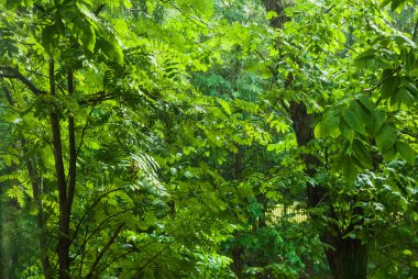 Yağmurda pencerenin bir sunshower veya kör yağmur dışında. Güneş parlar. Islak Rowan ağaçlar