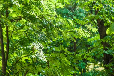 Yağmurda pencerenin bir sunshower veya kör yağmur dışında. Güneş parlar. Islak Rowan ağaçlar