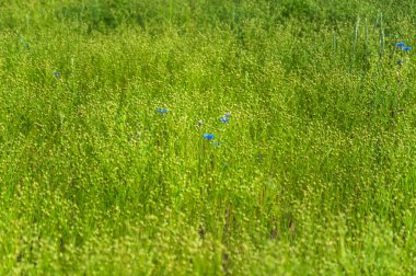Ortak keten ya da keten tohumu (Linum usitatissimum) yeşil kapsül. Alan. Arka plan