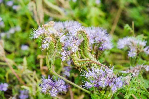 Flores Lilás Plantas Mel Phacelia Rendada Tansy Roxo Phacelia Tanacetifolia — Fotografia de Stock