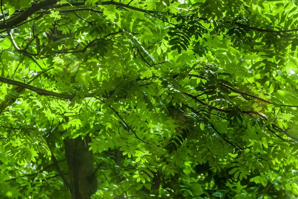 Rain Window Sunshower Blind Rain Sun Shines Wet Rowan Trees — Stock Photo, Image